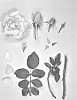 Rosa%20hybrida%20%27KORconvent%27