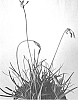 Tulbaghia%20violacea%20%27Hinetul1%27