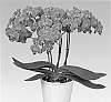 Phalaenopsis%20%27PHALDIMXAP%27