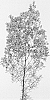 Chamelaucium%20uncinatum%20%27MARS%27