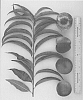 Prunus%20Persica%20%28L.%29%20Batsch.%20%27Gulfsnow%27
