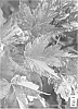 Acer%20rubrum%20%27JSC%20Kingstwo%27