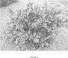 Distylium%20sp.%20hybrid%20%27PIIDIST-III%27