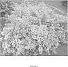 Abelia%20x%20grandiflora%20%27PIIAB-II%27