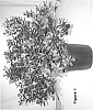 Rhododendron%20indicum%20%27Julonso%27