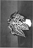 Alocasia%20amazonica%20%27Mandalay%27