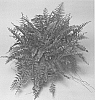 Nephrolepis%20exaltata%20%27Green%20Moment%27
