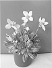 Helleborus%20niger%20%27COSEH%201070%27