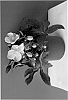Helleborus%20niger%20x%20Helleborus%20x%20sternii%20%27COSEH%20980%27