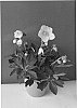 Helleborus%20niger%20%27COSEH%201010%27