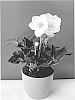 Helleborus%20niger%20%27COSEH%201040%27