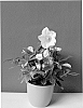 Helleborus%20niger%20%27COSEH%201000%27
