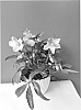 Helleborus%20niger%20x%20Helleborus%20lividus%20%27COSEH%201060%27