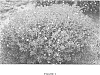 Hypericum%20kalmianum%20L.%20%27PIIHYP-I%27