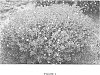Hypericum%20kalmianum%20L.%20%27PIIHYP-I%27