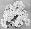 Hydrangea%20macrophylla%20%27H211903%27
