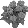 Euphorbia%20pulcherrima%20Willd.%20%27Bkponhl%27