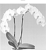 Phalaenopsis%20hybrid%20%27Hoodooa%27