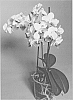 Phalaenopsis%20hybrid%20%27SUPHAL1302%27