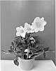 Helleborus%20niger%20%27COSEH%201050%27
