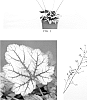 Heuchera%20x%20hybrida%20%27Silver%20Blush%27
