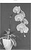 Phalaenopsis%20hybrid%20%27Dream%27