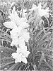 Hemerocallis%20sp.%20%27Connie%20Marks%27