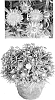 Bracteantha%20bracteata%20%27Flobrabla%27
