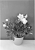 Helleborus%20niger%20%27COSEH%20990%27