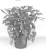 Medinilla%20sp.%20%27Magic%27