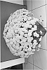 Chrysanthemum%20x%20morifolium%20%27Yellow%20San%20Remo%20Runner%27