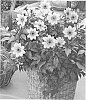 Dahlia%20variabilis%20%27Mystic%20Memories%27