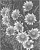 Gazania%20splendens%20%27LOMGAZWHTR%27