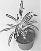 Aglaonema%20commutatum%20%27KKAG201303%27