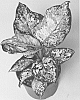 Aglaonema%20commutatum%20%27KKAG201302%27
