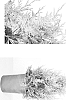 Thuja%20standishii%20x%20Thuja%20plicata%20%27MonPin%27