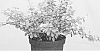 Berberis%20thungergii%20%27Hoho%202%27