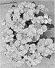 Hydrangea%20macrophylla%20%27H211902%27