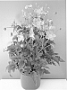 Anemone%20hupehensis%20%27Cinderella%27
