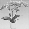 Phalaenopsis%20hybrid%20%27Lullaby%27