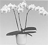 Phalaenopsis%20hybrid%20%27Goldmine%27