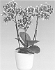 Phalaenopsis%20hybrid%20%27Streetwise%27