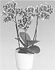 Phalaenopsis%20hybrid%20%27Streetwise%27