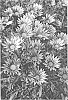 Gazania%20splendens%20%27LOMGAZVIBI%27