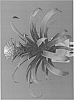 Guzmania%20conifera%20x%20ligulata%20%27G9518%27