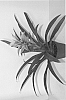 Guzmania%20hybrid%20%27Kent%2033%27