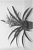 Guzmania%20hybrid%20%27Kent%2033%27