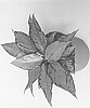 Aglaonema%20commutatum%20%27KKAG201301%27