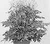 Astilbe%20hybrid%20%27Honky%20Tonk%27