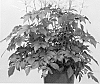 Astilbe%20hybrid%20%27New%20Wave%27